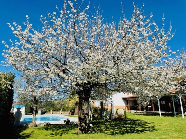 Villa "Casa Al Chiazzullo" Mirabella Eclano Exterior foto